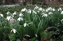 Tuintips voor eind januari, begin februari