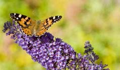 Natuur in je achtertuin