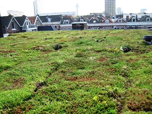 Tips voor de dakbedekking van een plat dak - groendak