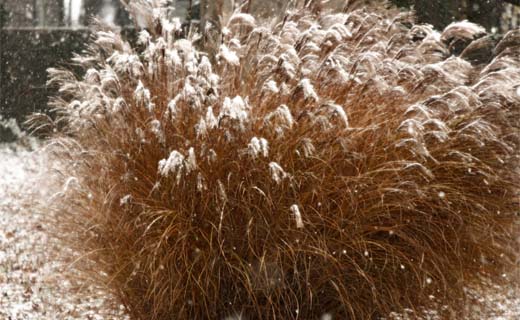 Tuintips-voor-de-laatste-week-van-december