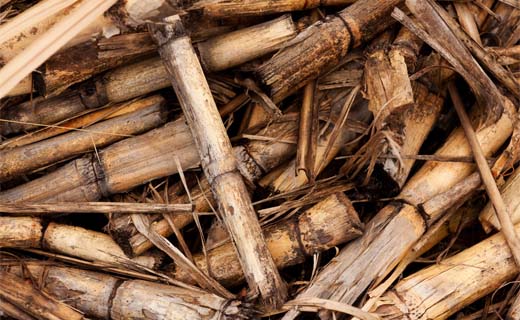 Vlaamse regering krijgt gelijk in dossier biomassacentrale BEE
