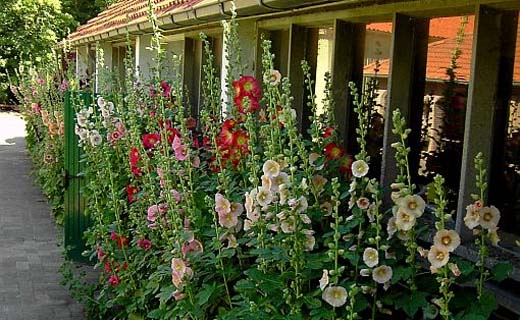 Tuintips voor de derde week van juni