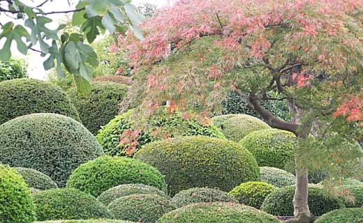 Tuintips voor eind oktober, begin november