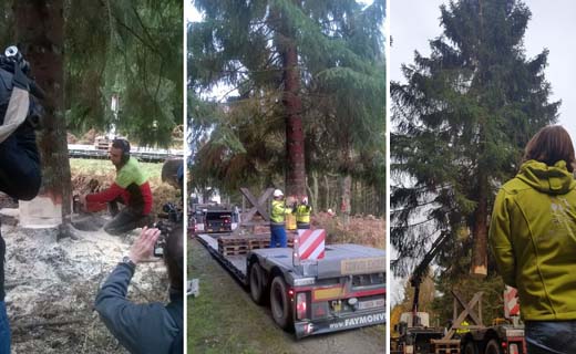 Brussel kleurt groen met een PEFC-gelabelde kerstboom