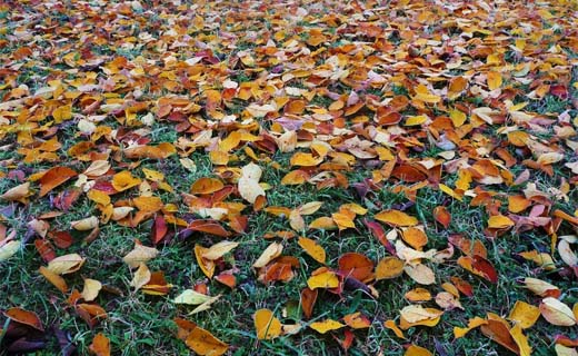 Tuintips voor de vierde week van november