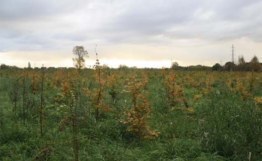 Bouwprojecten leveren middelen voor kwaliteitsvolle bossen