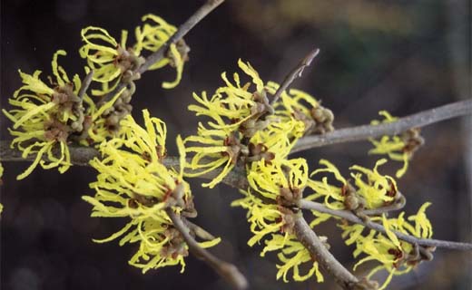 Tuintips voor de tweede week van januari