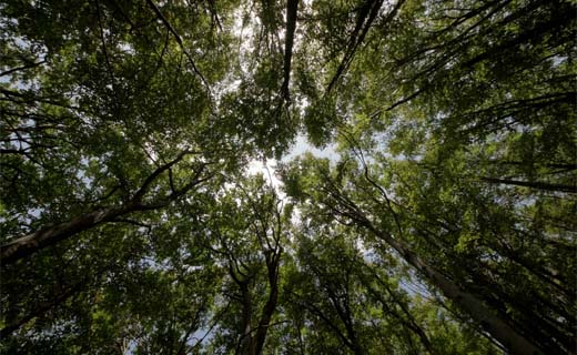 Consumenten letten op labels voor duurzaam bosbeheer