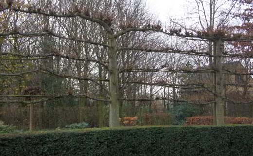 Tuintips voor de vierde week van januari