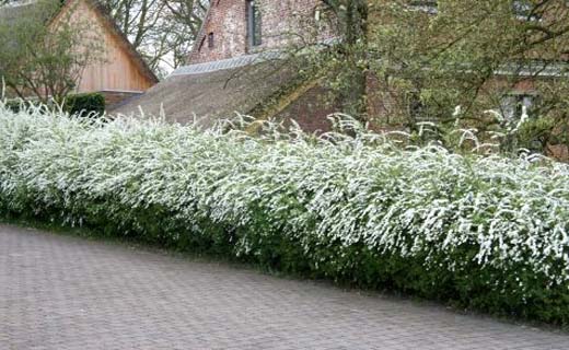 Tuintips voor de tweede week van april