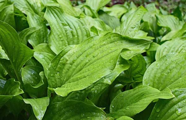 6 Redenen voor meer groen in jouw tuin