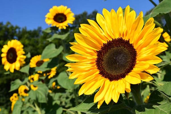 6 Redenen voor meer groen in jouw tuin