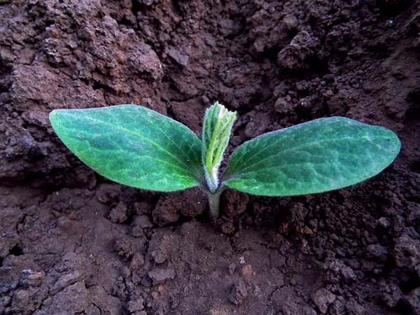 6 Redenen voor meer groen in jouw tuin