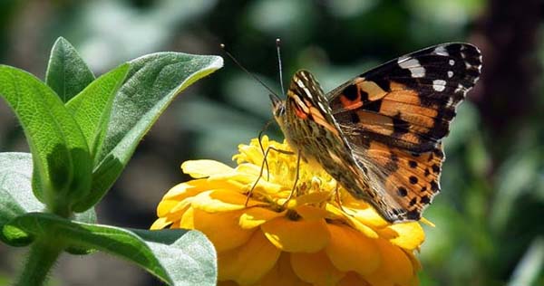 6 Redenen voor meer groen in jouw tuin