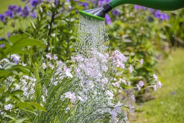 6 Redenen voor meer groen in jouw tuin