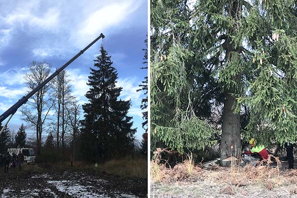 een PEFC‐gecertificeerde kerstboom uit Wallonië