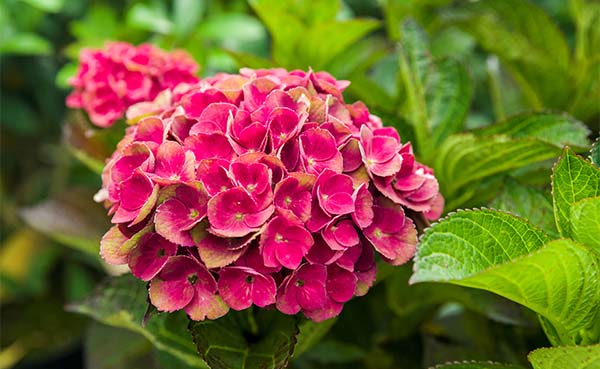 Nieuwe-kleuren-in-de-tuin-met-Magical-hortensias