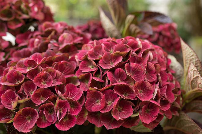 Nieuwe kleuren in de tuin met Magical hortensia’s