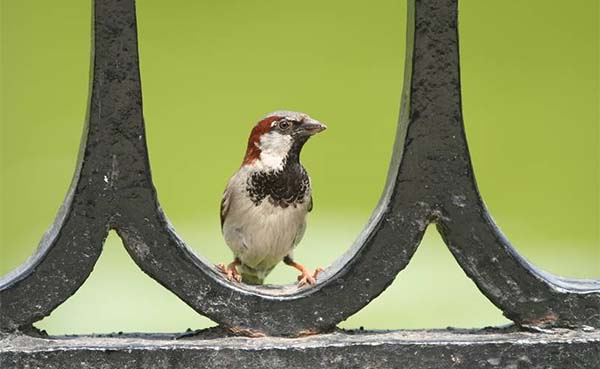 Vastgoedsector erkent meerwaarde natuur inclusief project