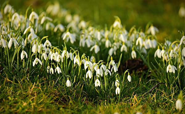 Tuintips voor de derde week van februari