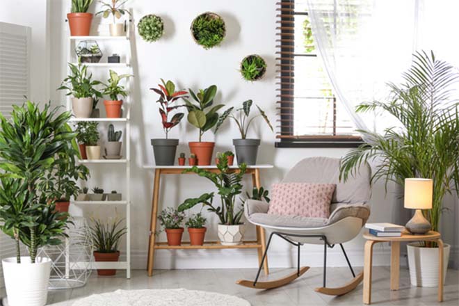 De voordelen van kamerplanten in je interieur