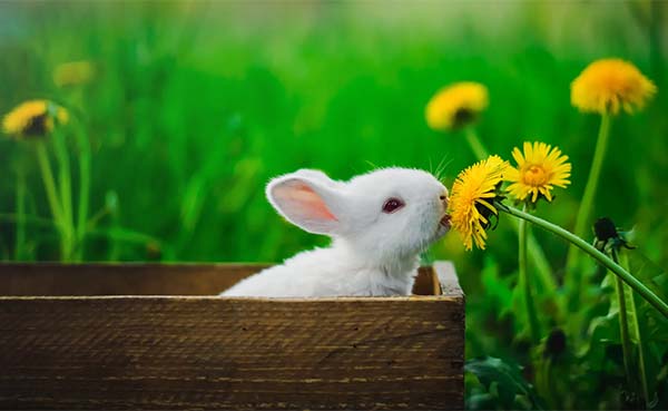 Tuintips-voor-eind-juli-en-begin-augustus