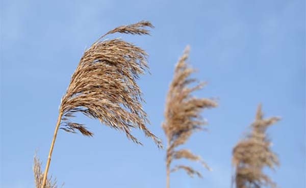 Waar-moet-ik-op-letten-bij-het-kopen-van-een-windmeter