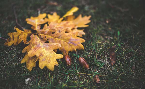 Tuintips voor de derde week van oktober