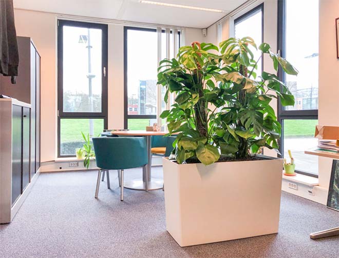 Luchtzuiverende plantenbak creëert veilig binnenklimaat op school en kantoor