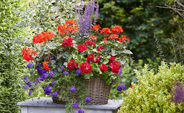 Geranium-vol-kleur-en-geur-genieten-op-balkon-en-terras