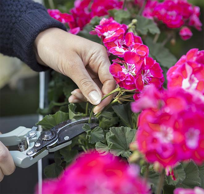 Geraniums - Geknipt voor de zomer