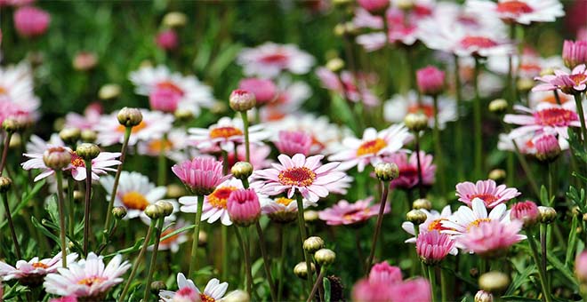 5 tips om jouw tuin door de warme zomermaanden te helpen