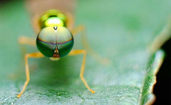 Zo houd je jouw tuin groen op een natuurlijke manier