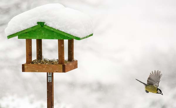 4 tuinklussen die je ook in de winter kan uitvoeren