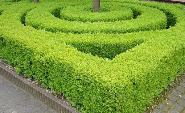 Ilex Crenata Green Hedge: ideaal alternatief voor de Buxus