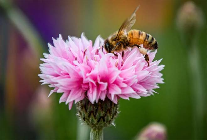 vijf tips van Husqvarna voor een florerende lentetuin