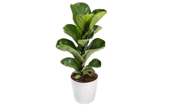 Foto Iplantyou.be Ficus Lyrata, Welke planten in de woonkamer