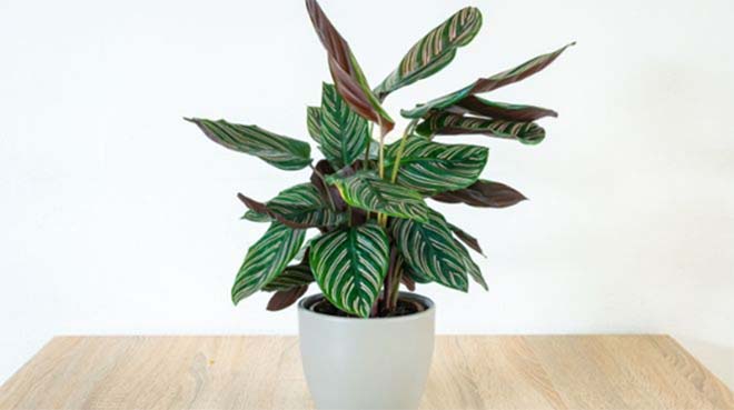 Foto Iplantyou.be Calathea Orbifolia, Welke planten in de woonkamer