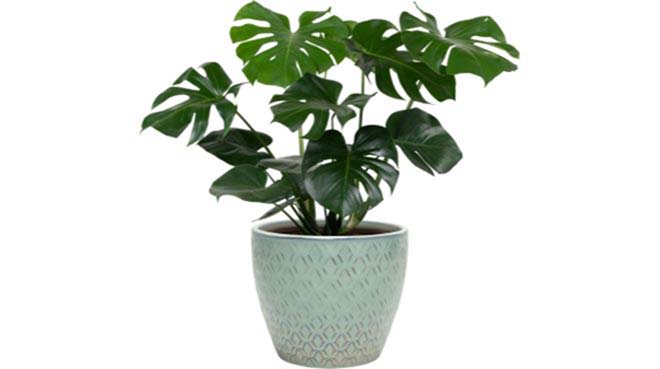 Foto Iplantyou.be Monstera Deliciosa, Welke planten in de woonkamer