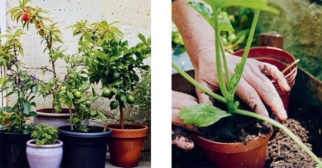 Moestuinier op je vensterbank, balkon of in je tuintje met De kleine moestuin