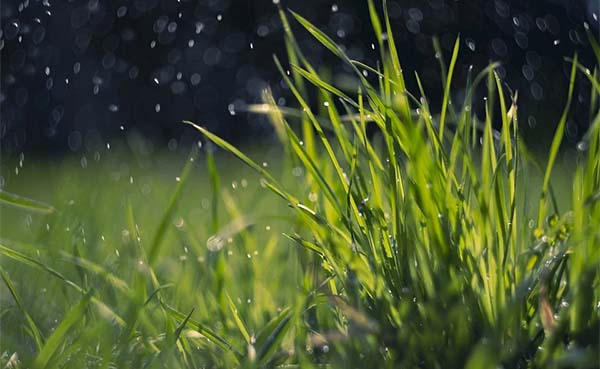 Zakt-het-regenwater-wel-snel-in-de-grond