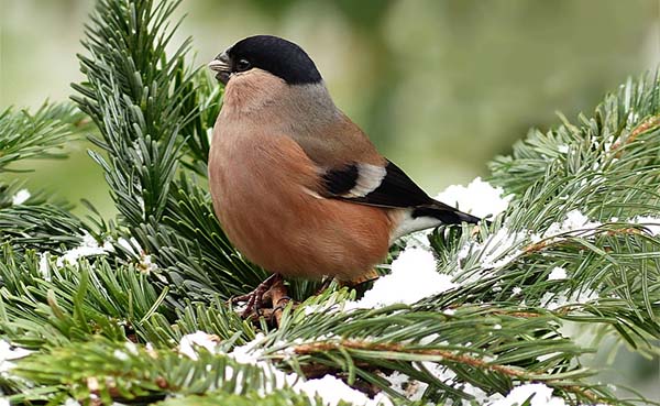 Zo-bouw-jij-de-ultieme-wintertuin