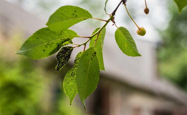 Tegen welke insecten werken aaltjes zoal?