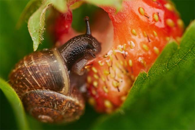 Tegen welke insecten werken aaltjes zoal?