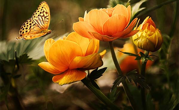 Bloemen en planten in de tuin zelf kweken vanuit zaad