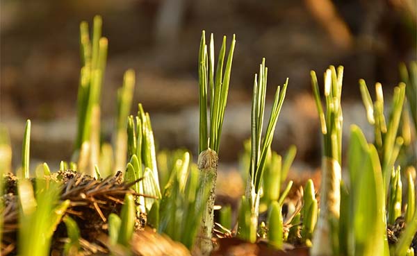 Een-sfeervolle-tuin-vanaf-het-vroege-voorjaar-met-bloembollen