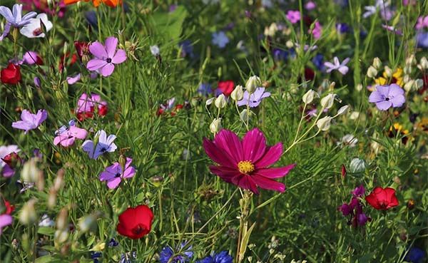 Duurzaam-bouwen-met-een-groene-tuin