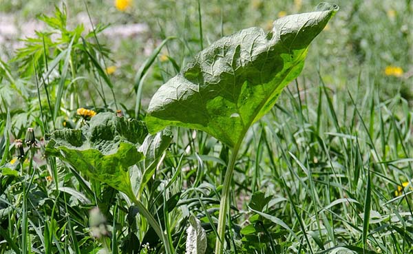 Tips for preventing and removing weeds in the garden