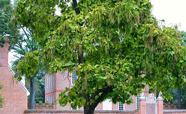 De catalpa - een majestueuze aanwinst voor jouw tuin