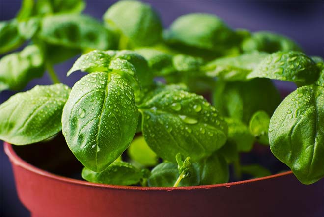 Welke planten zijn geschikt voor een indoor moestuin?